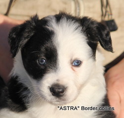 Tricolour FEMALE border collie puppy